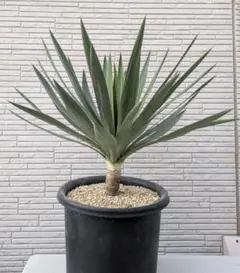 2026年最新】ユッカグロリオサの人気アイテム - メルカリ