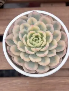 h.succulent様 リクエスト 2点 まとめ商品