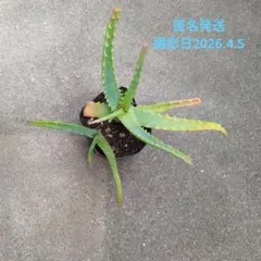無農薬‼️】キダチアロエ 抜き苗 子株付き‼️ - メルカリ