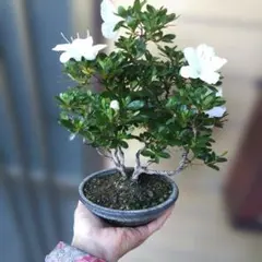 皐月(さつき)】 