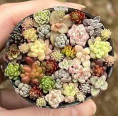 スペシャル❣️カット苗セダムセット❣️C