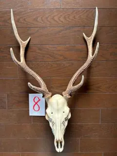 2026年最新】頭蓋骨 鹿の人気アイテム - メルカリ