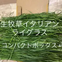 乾燥イタリアンライグラス 200g - メルカリ