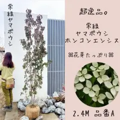 2026年最新】常緑ヤマボウシ（ホンコンエンシス）の人気アイテム
