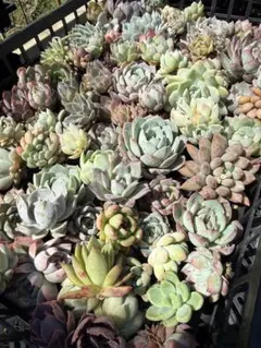 2026年最新】多肉植物 エケベリア セットの人気アイテム - メルカリ