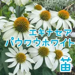 こたろう様 リクエスト 2点 まとめ商品