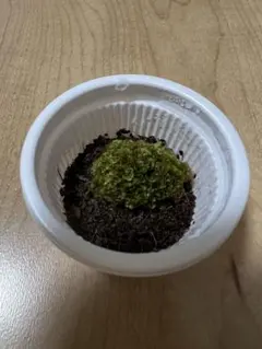 2025年最新】veitchii arの人気アイテム - メルカリ