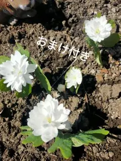 次期開花に向けて！おまけ更に増量☆セツブンソウ球根大玉と3年物セット☆ 新生活応援セール！おまけ更に増量☆セツブンソウ球根3年物！3株