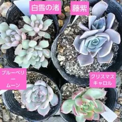 k*a様 ミックスベリア♥4種セット♥おらいさん作出♥札無し♥抜き苗