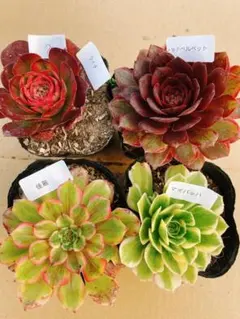 70 多肉植物 アエオニウム 抜き苗 4種セット