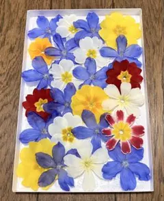 11 まころんのお花畑で咲いた可愛らしい春色のお花たちのドライフラワーです♪