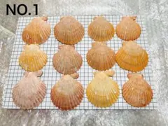 2026年最新】ヒオウギ貝 貝殻セットの人気アイテム - メルカリ