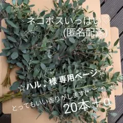 [ユーカリのフレッシュ]　20本＋α