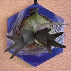 P.coronarium（White ×Thailand dwarf）胞子培養 - メルカリ