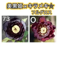 美黒姫×キラメキ☆フルグロス★クリスマスローズ苗★ブラックメビウス 八咫烏 2025年最新】八咫烏 クリスマスローズの人気アイテム - メルカリ