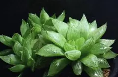 ハオルチア♡ツルキダ　ツルギダ　パリディフォリア　抜き苗‼︎多肉植物のサムネイル