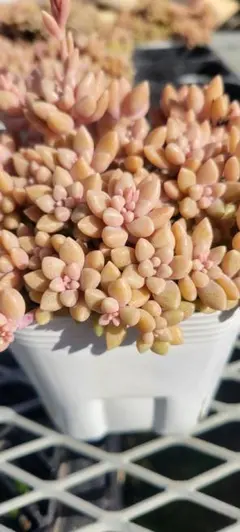 まこ様 リクエスト 4点 まとめ商品