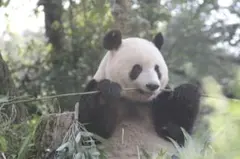 2026年最新】スワロフスキー matrix tennisの人気アイテム - メルカリ