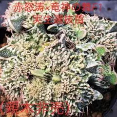 綾*様 フォーカリアのサムネイル