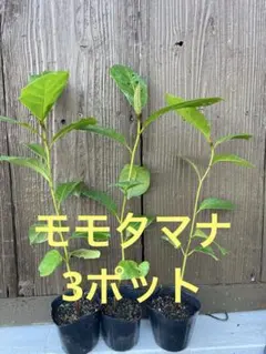 真菰葉 マコモ生葉 約200g 栽培期間中無農薬無施肥不耕起栽培 - メルカリ