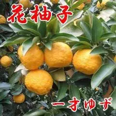 興津早生 不知火 3品種接木苗 大苗 6年生 2枚目が花がいっぱいです