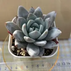 桃源郷錦・土付き抜き苗発送 - メルカリ
