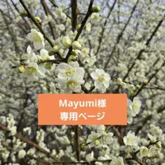 Mayumi様専用ページ
