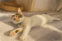 水彩画 猫 リラックスしたポーズ