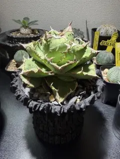 アガベ オテロイ実生株 植木鉢セット 黒波4号鉢 | Mercari