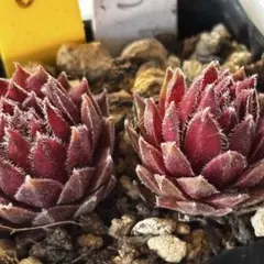 多肉植物 センペルビウム ベリーボム No.179【青】 - メルカリ