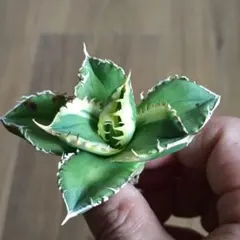 2026年最新】チタノタ錦 アガベの人気アイテム - メルカリ