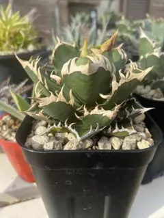 たかなし様 リクエスト 2点 まとめ商品