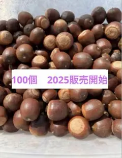 どんぐり　100個　即日発送
