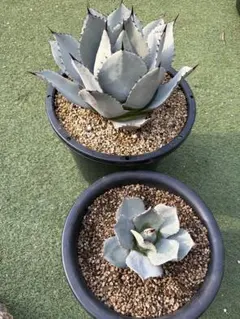 2026年最新】アガベ 吉祥天の人気アイテム - メルカリ