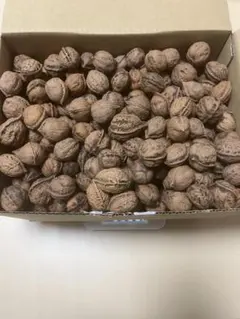 2025年最新】クルミ 苗の人気アイテム - メルカリ