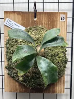 2025年最新】マウントルイスの人気アイテム - メルカリ