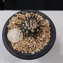 2026年最新】黒王丸カキコの人気アイテム - メルカリ