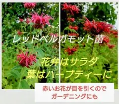 【8-J】赤いお花が目を引きます♫レッドベルガモット苗　サラダ、ハーブティーに