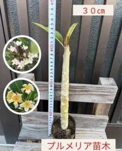 isaomanda様 リクエスト 2点 まとめ商品