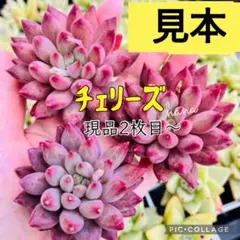 ◇52 [실상품 2탄~뿌리 박음] 즙이 많은 체리는 잎이 타서 귀여워요 ♡