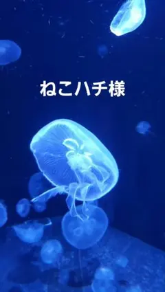 おすそ分けボックス　コラージュボックス　ボックスのみ　★ねこ★のサムネイル