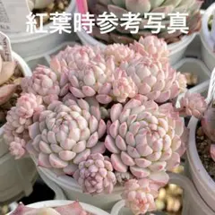 54 多肉植物　多肉弁当　詰め合わせ　寄せ植え　セット　カット苗　クランベリーのサムネイル