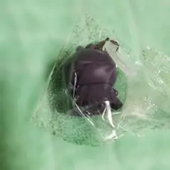 映画ちいかわ 人魚の島のひみつ チャームミニフィギュア 第4弾 フタバ
