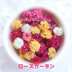 No.2003 かすみ草　ローズガーデン