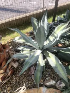 アガベ　パリー　吉祥天　錦　18センチ　子株つき❗ アガベ「吉祥天錦」（パリー錦）の成長記録＆育て方～斑入りの