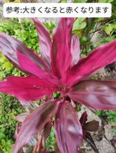 2025年最新】ドラセナ 赤の人気アイテム - メルカリ