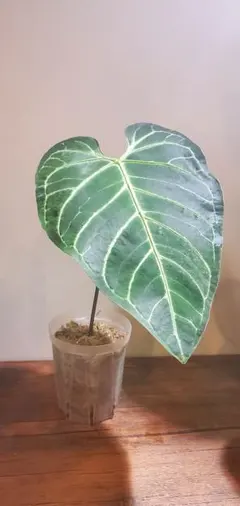 【極美株】アンスリウム・レガレ（Anthurium regale）特大リーフ 極美株】アンスリウム・レガレ（Anthurium regale）特大リーフ - メルカリ