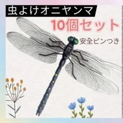 オニヤンマ科 標本 Ar オニヤンマのオス （標本）[32146000352]の写真・イラスト素材｜アマナ