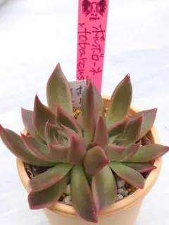 2025年最新】ルイパパ さん苗の人気アイテム - メルカリ