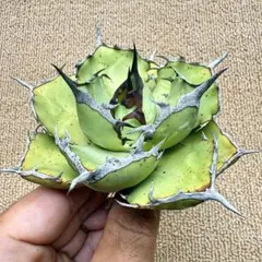 Lj_plants】Z650アガベ チタノタ 包心龍 極上強棘株 - メルカリ